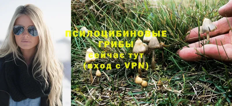 Галлюциногенные грибы Psilocybine cubensis  Тулун 